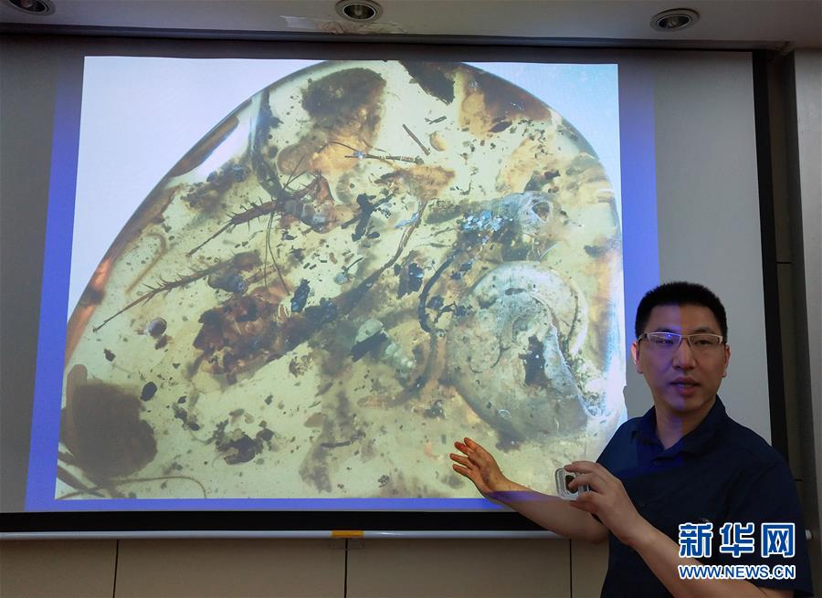 （圖文互動）（2）中國科學家在琥珀中發(fā)現(xiàn)史前海洋動物