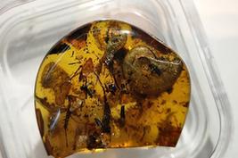 （圖文互動）（1）中國科學家在琥珀中發現史前海洋動物