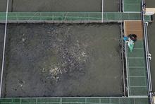 （經濟）（2）浙江湖州：把魚養在“跑道”里