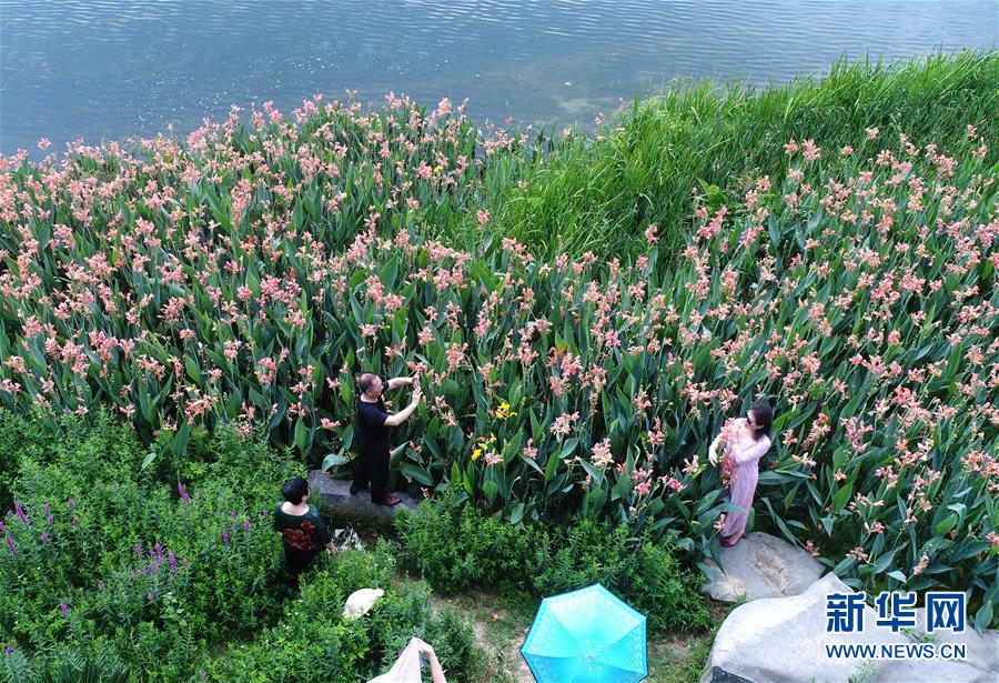 (環境)(3)南寧:南湖岸邊花飄香