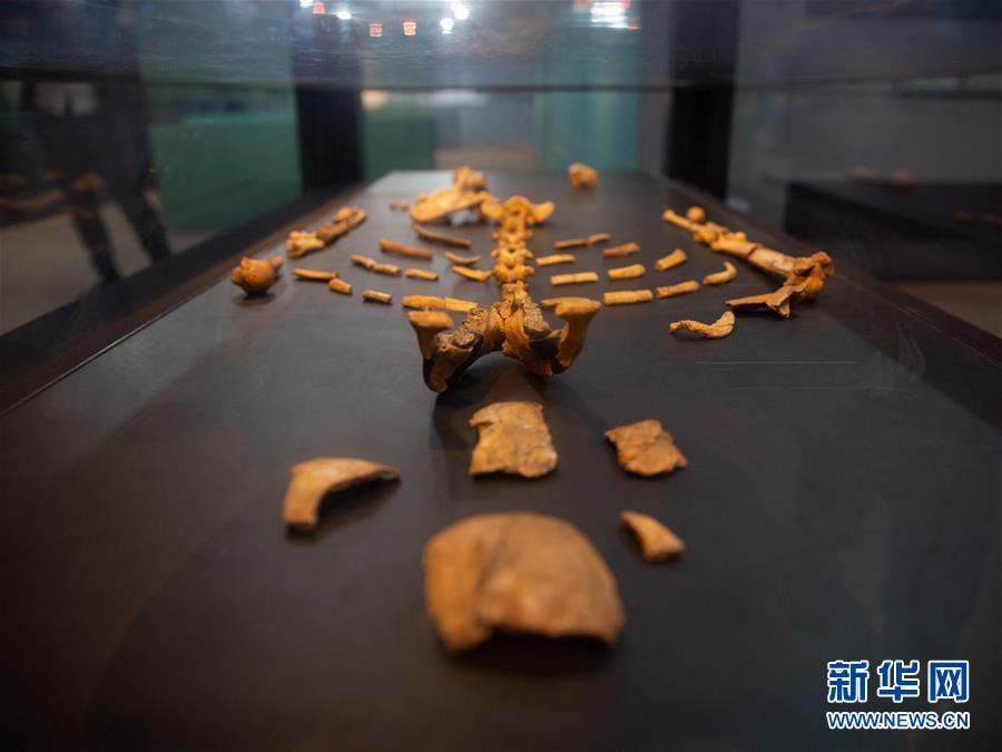 (國際)(4)走進“人類祖母”露西的家——埃塞俄比亞國家博物館