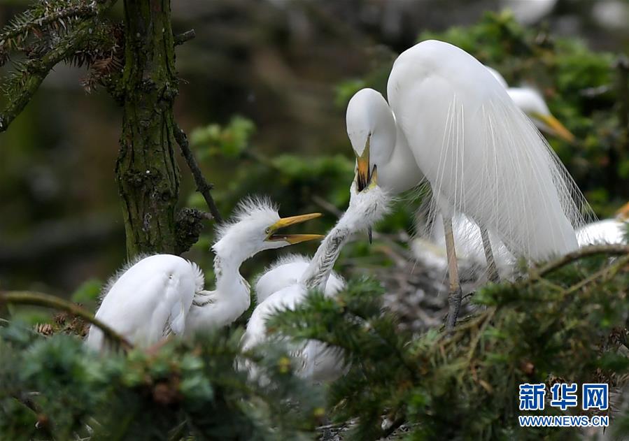 （環境）（1）“鷺鳥王國”生機勃勃