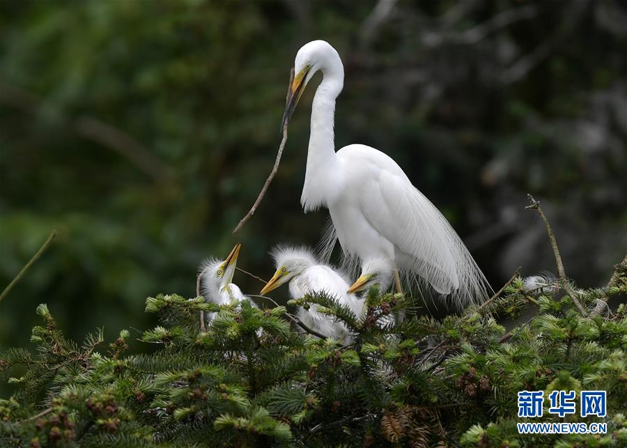 (環境)(2)“鷺鳥王國”生機勃勃
