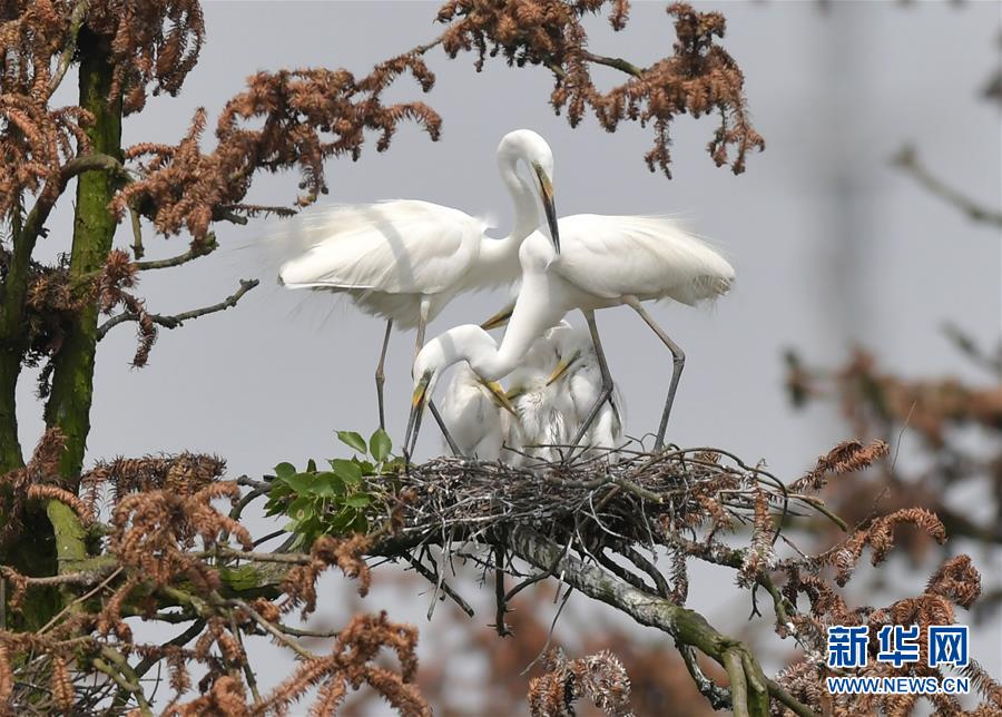 (環境)(5)“鷺鳥王國”生機勃勃