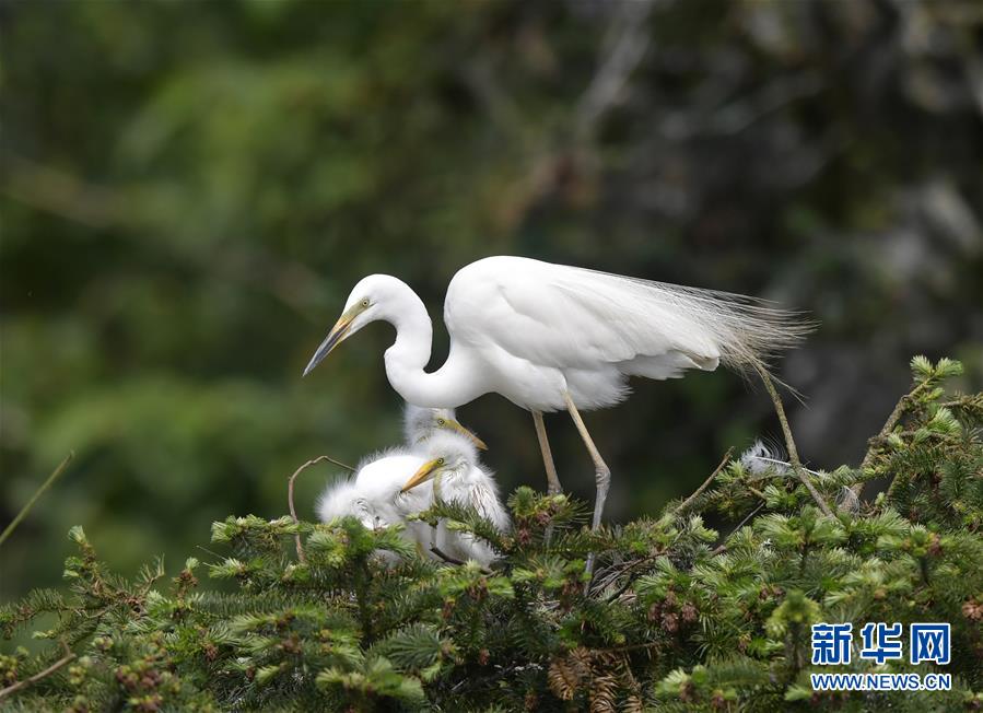 (環境)(6)“鷺鳥王國”生機勃勃