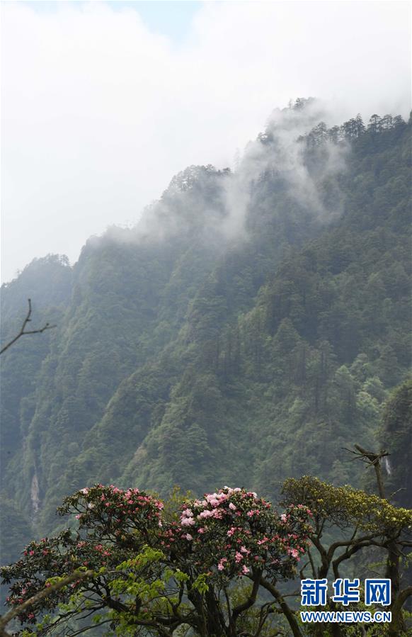 （美麗中國）（6）峨眉山景色秀美
