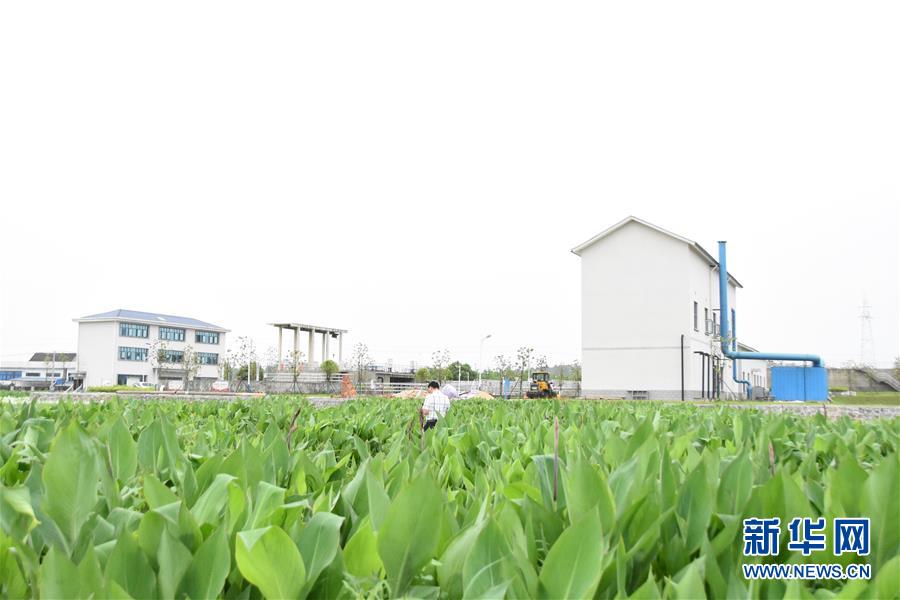 （圖文互動）（1）治水瀏陽河 河水當重清
