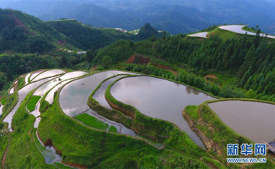 (社會(huì))(3)雨后苗山插秧忙