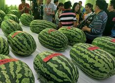 （社會）（1）西瓜上擂臺