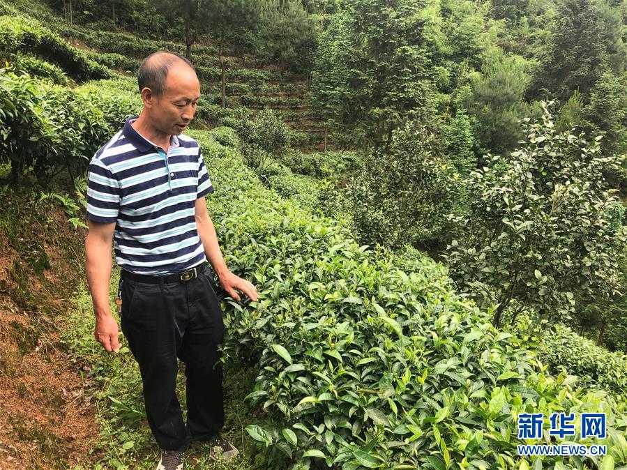 （新華網·圖文互動）（1）1筆貸款、4畝茶園——莽山老陳脫貧記