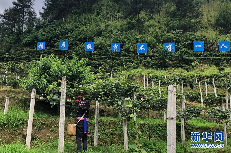（新華網(wǎng)·圖文互動）（2）1筆貸款、4畝茶園——莽山老陳脫貧記