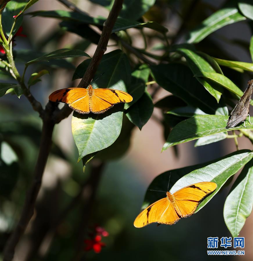 (國際)(2)蝶戀花