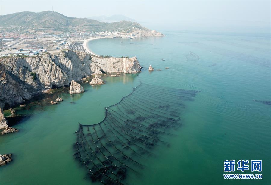 （社會(huì)）（1）大欽島上“夏收”忙