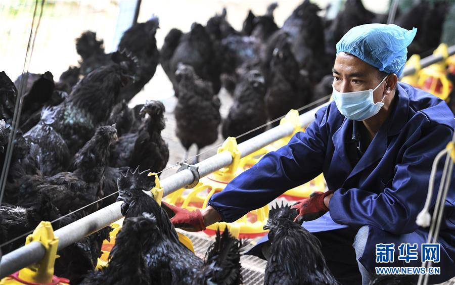 (經濟)(3)“略陽烏雞”變“鳳凰” 助力鄉親奔小康