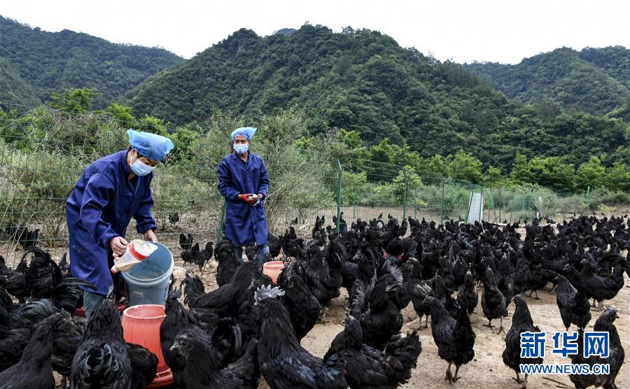 (經濟)(4)“略陽烏雞”變“鳳凰” 助力鄉親奔小康