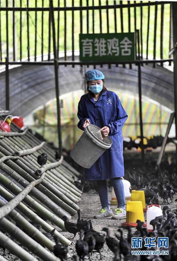 (經濟)(5)“略陽烏雞”變“鳳凰” 助力鄉親奔小康