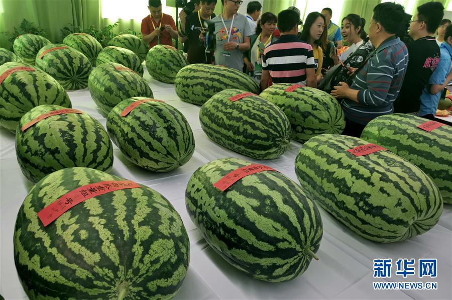 （社會）（1）西瓜上擂臺