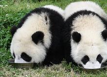 （環(huán)境）（1）初夏的“熊貓幼兒園”