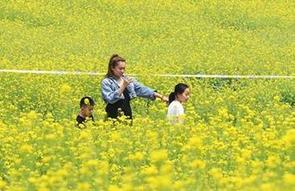 （社會）（3）山西太原：油菜花開引游人