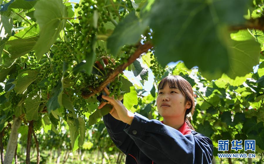 （圖文互動）（3）走進西藏紅酒之鄉芒康縣納西民族鄉