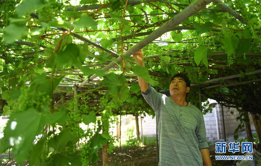（圖文互動）（6）走進西藏紅酒之鄉芒康縣納西民族鄉