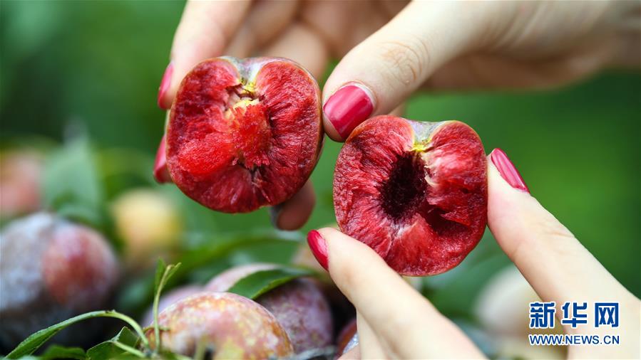 （經濟）（6）廣西欽州：李子成熟迎客來