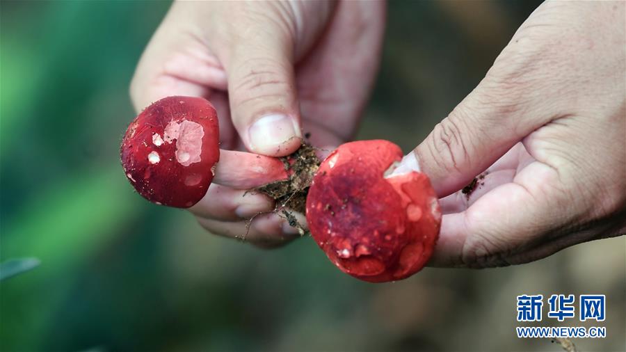 （經(jīng)濟(jì)）（1）廣西欽州：野生紅椎菌迎來收獲季
