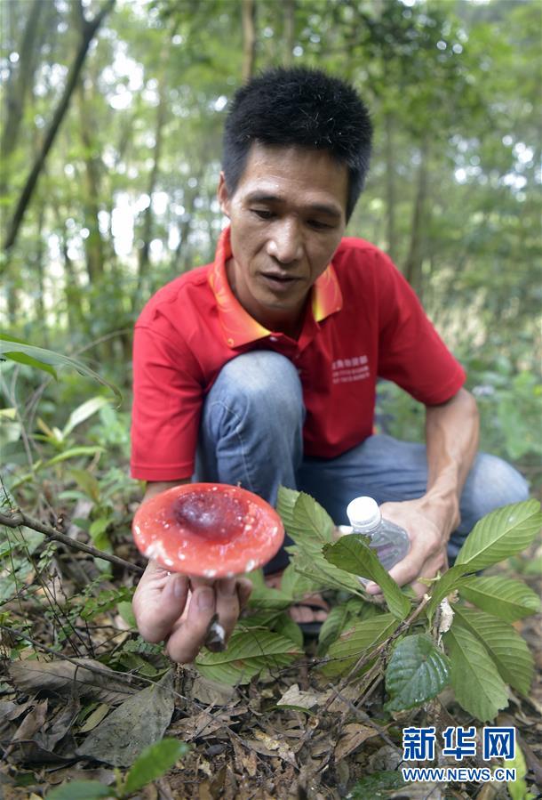 （經(jīng)濟）（2）廣西欽州：野生紅椎菌迎來收獲季