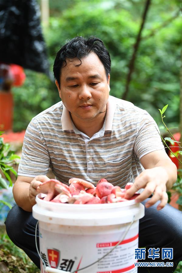 （經(jīng)濟）（5）廣西欽州：野生紅椎菌迎來收獲季