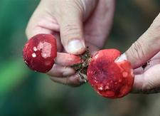 （經濟）（1）廣西欽州：野生紅椎菌迎來收獲季