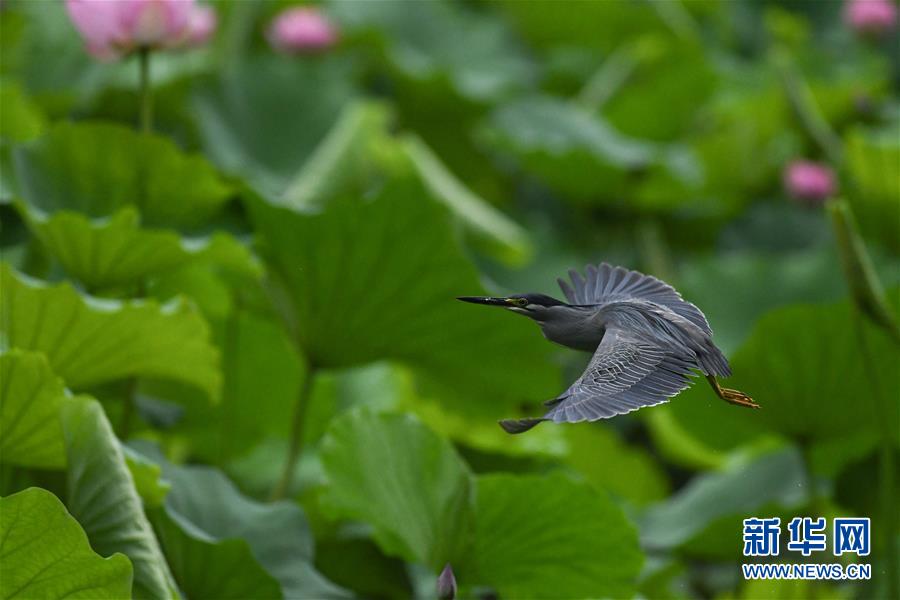 （美麗中國）（4）荷塘精靈