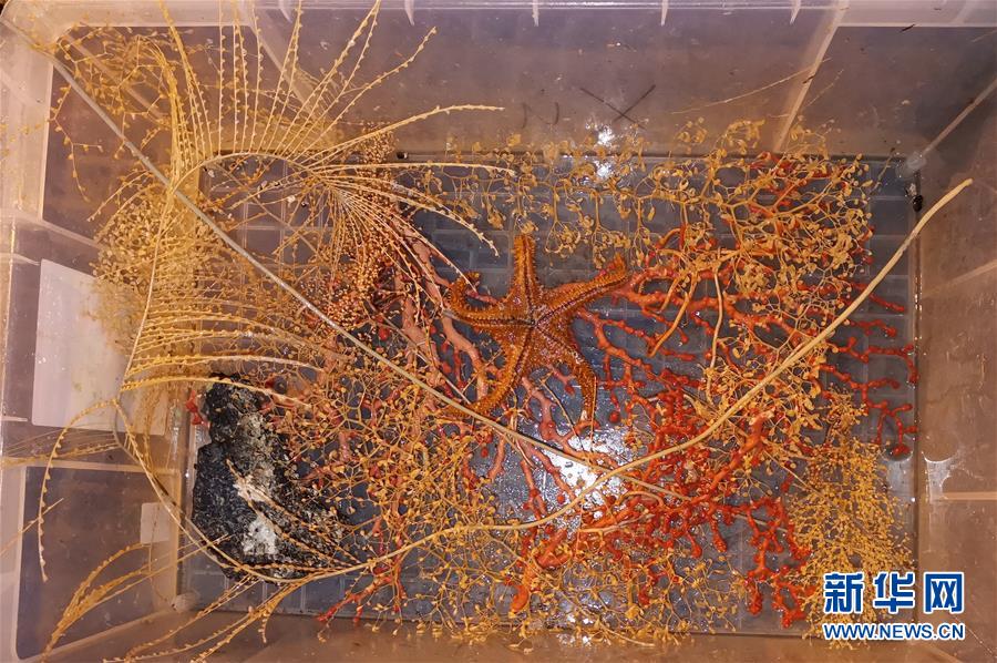 (圖文互動)(5)圓滿完成西太海山科考 “科學”號開始返航