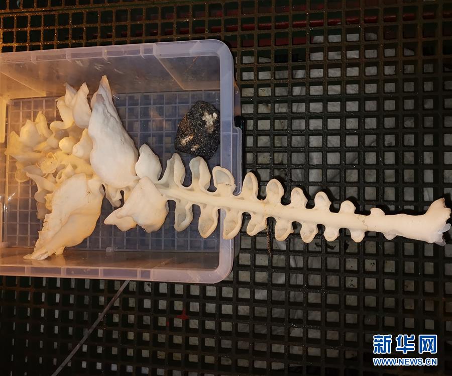 (圖文互動)(6)圓滿完成西太海山科考 “科學”號開始返航
