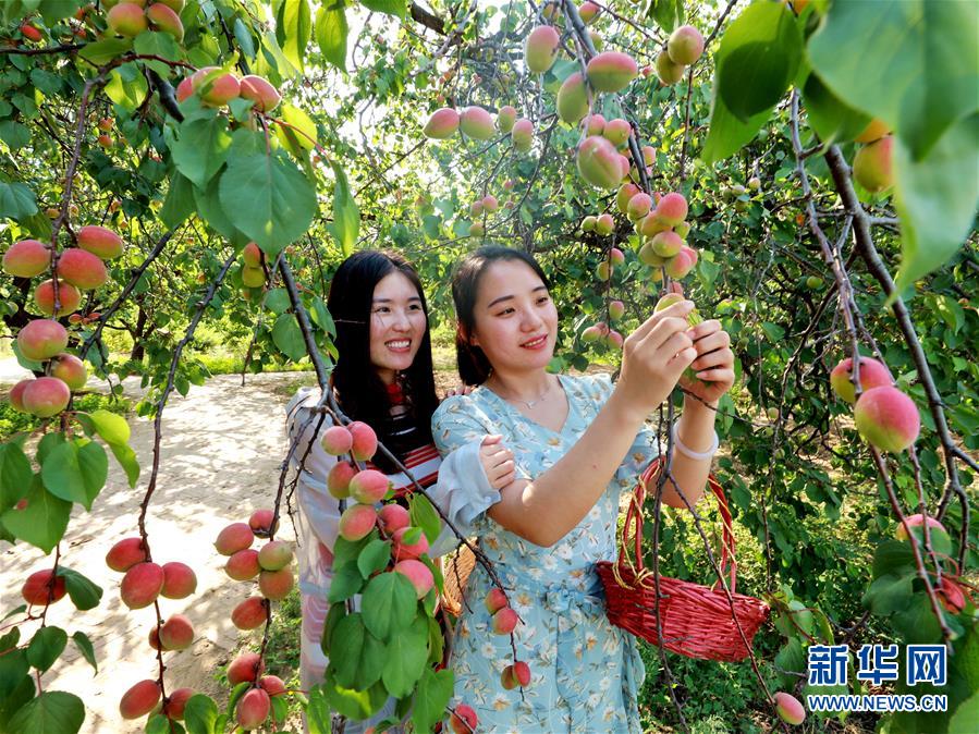 （經濟）（3）河北巨鹿：杏滿枝頭迎豐收