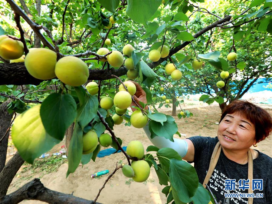 （經(jīng)濟(jì)）（2）河北巨鹿：杏滿枝頭迎豐收