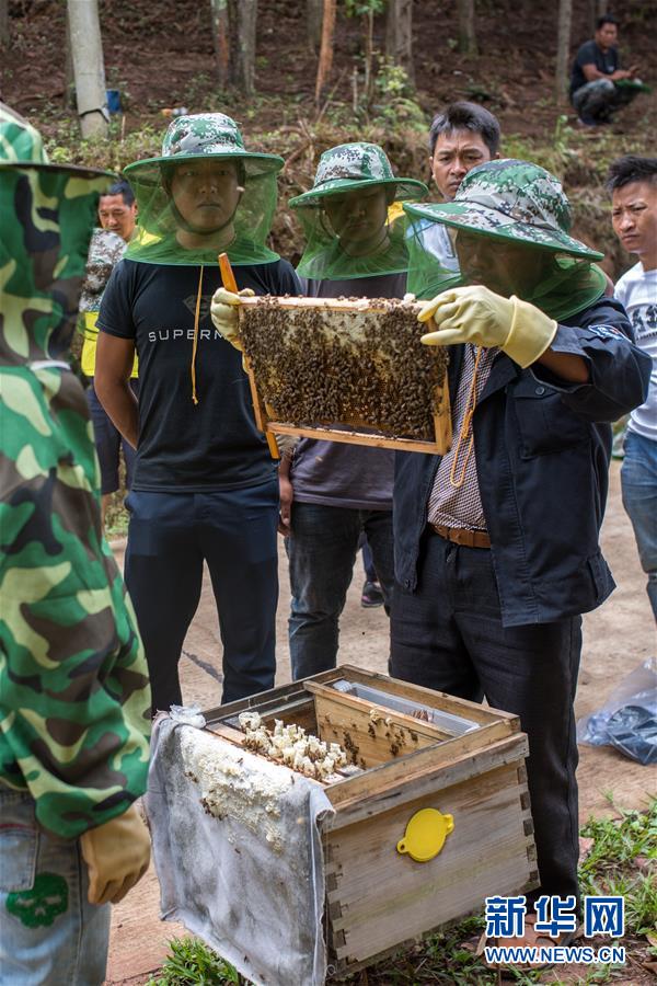 (直過民族脫貧攻堅·圖文互動)(3)追逐甜蜜的拉祜人生活蝶變