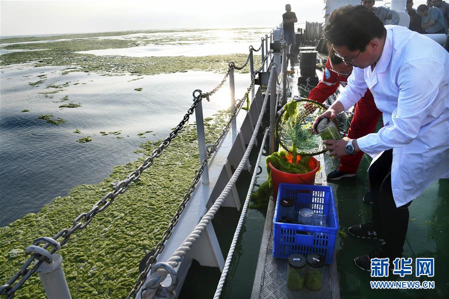 （環境）（4）黃海海域滸苔分布面積超過5萬平方公里