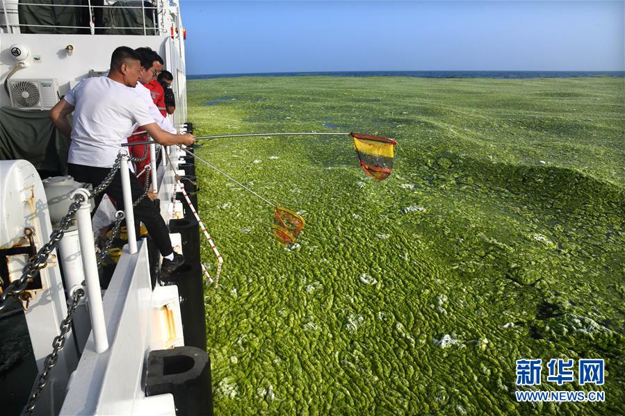 （環境）（5）黃海海域滸苔分布面積超過5萬平方公里