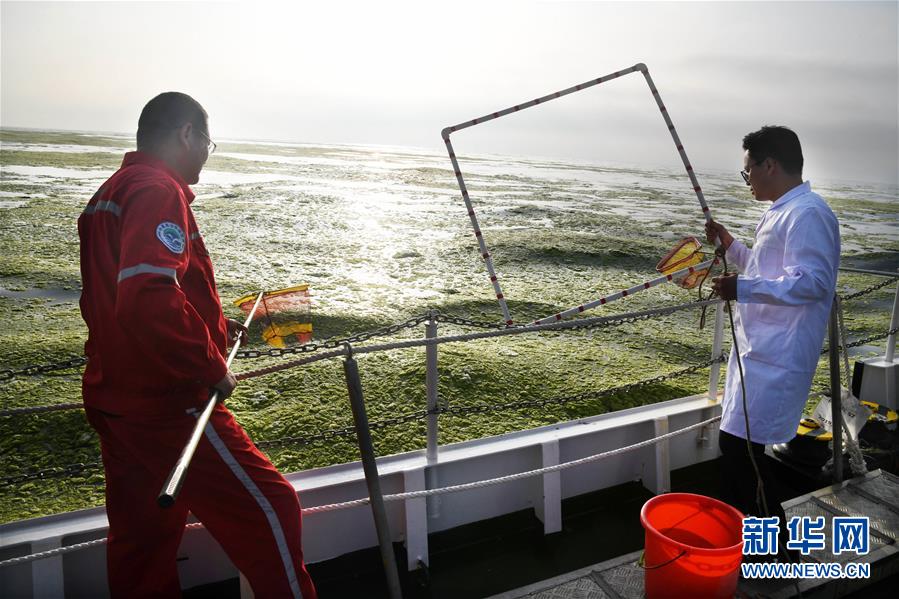 （環境）（6）黃海海域滸苔分布面積超過5萬平方公里