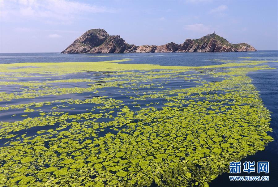 （環境）（7）黃海海域滸苔分布面積超過5萬平方公里