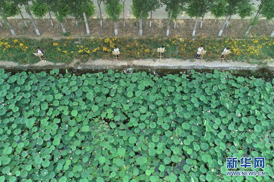 （社會(huì)）（2）河北威縣：夏荷飄香入畫(huà)來(lái)