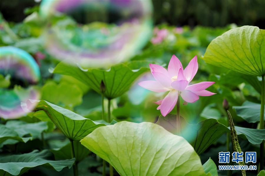 （社會(huì)）（1）荷香四溢六月天