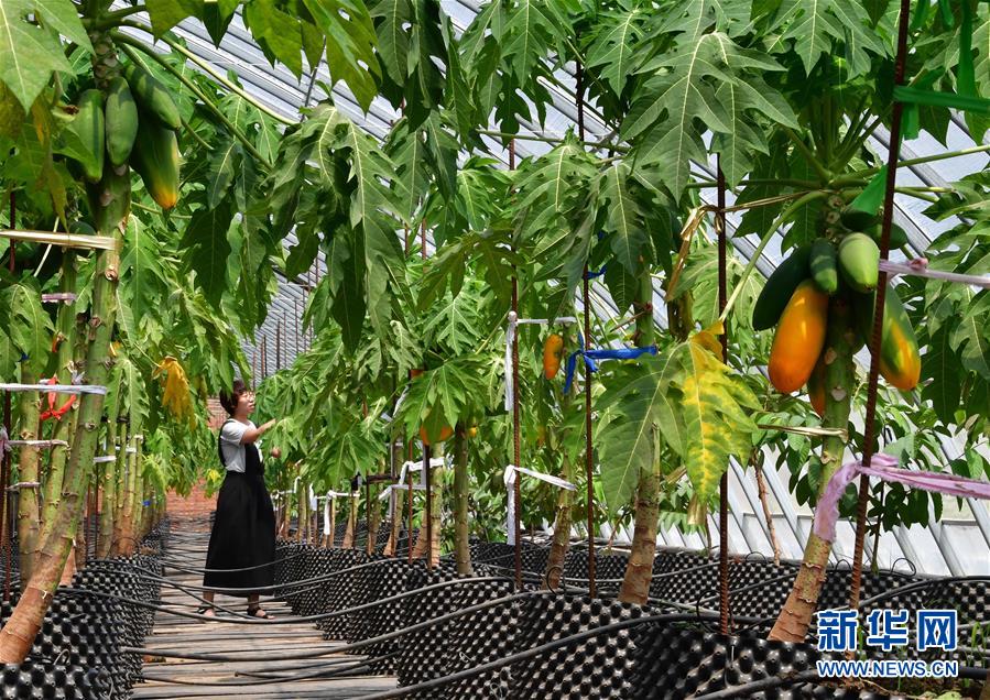 （經(jīng)濟(jì)）（2）河北灤州：荒山變身富農(nóng)生態(tài)園