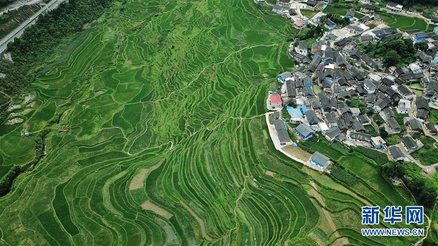 （環(huán)境）（1）仲夏梯田景如畫