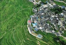 （環境）（1）仲夏梯田景如畫
