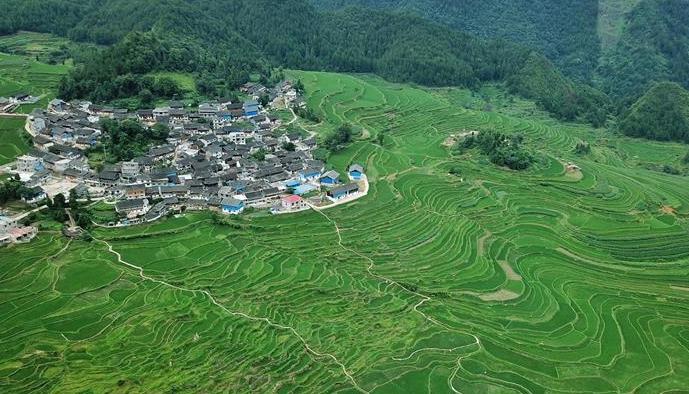 （環(huán)境）（4）仲夏梯田景如畫