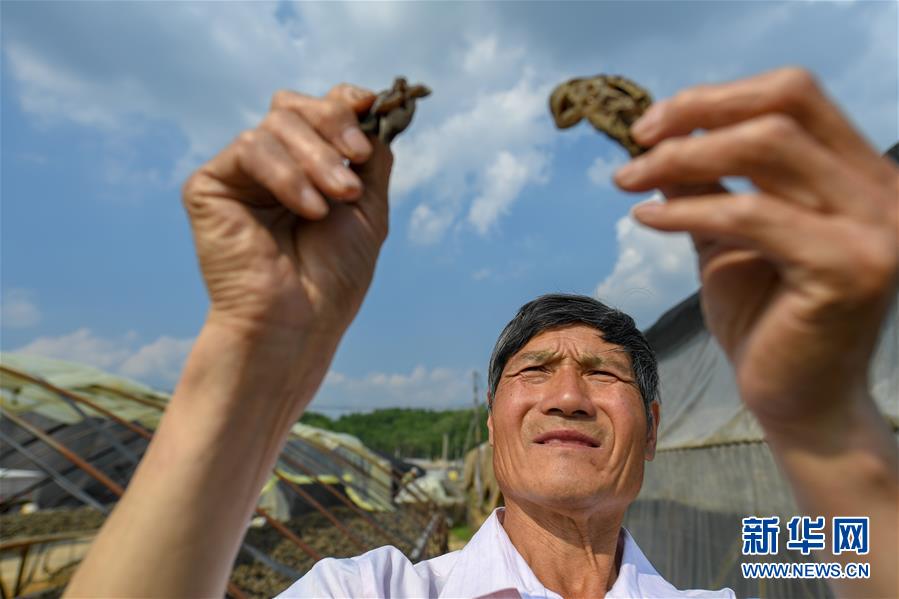 （圖文互動）（4）黑木耳讓鄉親們回來了 