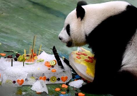 （新華視界）（8）臺北：大熊貓“圓仔”迎來6歲生日