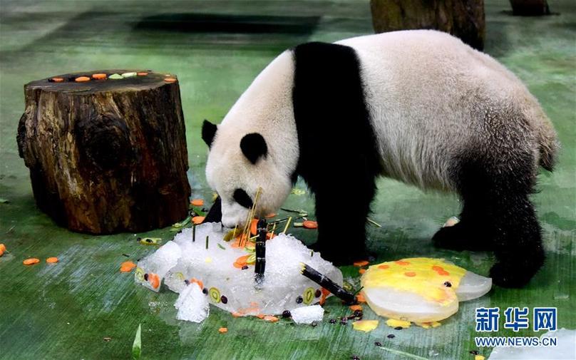 （新華視界）（1）臺北：大熊貓“圓仔”迎來6歲生日