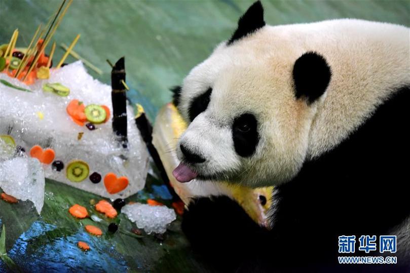 （新華視界）（2）臺北：大熊貓“圓仔”迎來6歲生日
